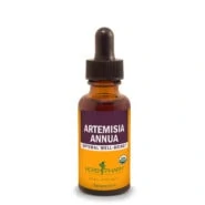 Artemisia Annua
