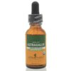 Astragalus