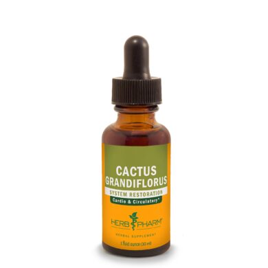 Cactus Grandiflorus