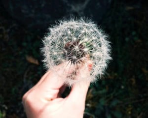 allergy